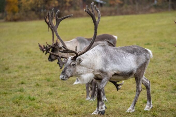 E-FATBIKE TRIP TO THE REINDEER FARM - Restrictions