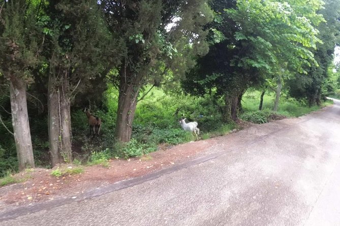 E-Mtb Tour - Analipsis Area [42km - 26mi] - Meet-up and Pickup