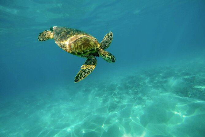 E-Scooter Snorkel With Photo and Video At Turtle Town - Guided Tour of Turtle Towns Marine Life
