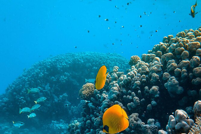 E-Scooter Snorkel With Photo and Video At Turtle Town - No Prior Snorkeling Experience Necessary