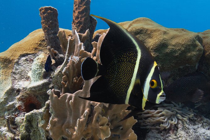 E-Snorkeling Tour in Bonaire With Easy Sea Scooters - Customer Feedback