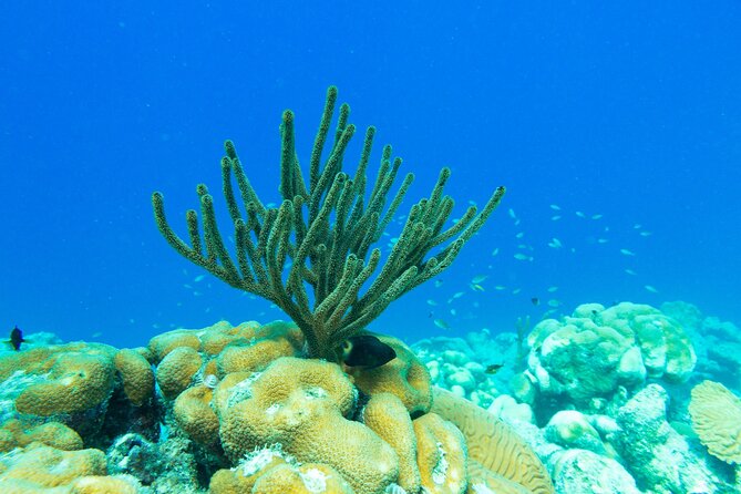 E-Snorkeling Tour in Bonaire With Easy Sea Scooters - Contact for Assistance