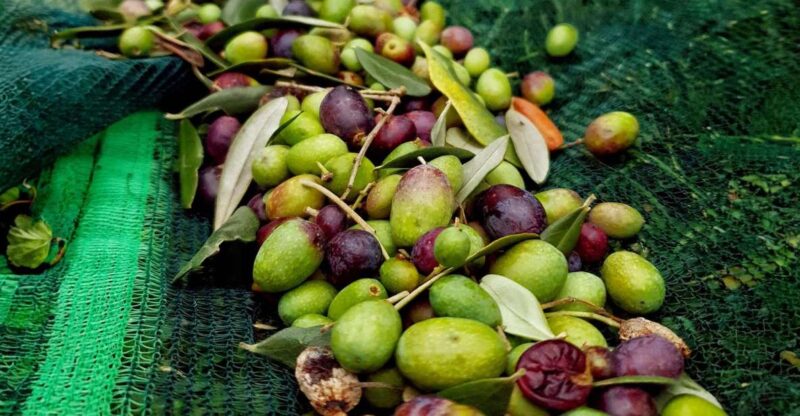 E.V.O. Oil of Lake Como + Food Pairings - Pricing and Booking Details