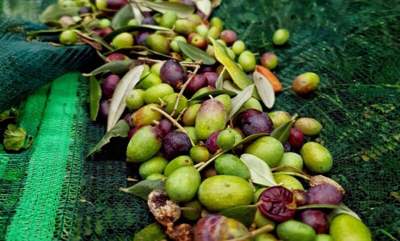 E.V.O. Oil of Lake Como + Food Pairings - Unique Characteristics of the Olive Oil