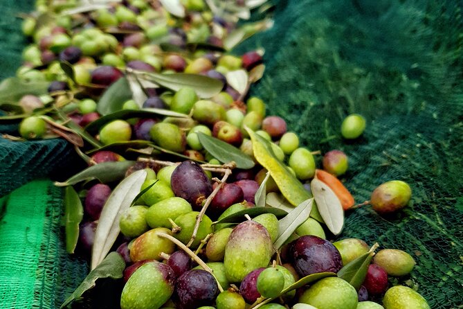 E.V.O. Oil of Lake Como Tasting+ Food Pairings - About Your Stay
