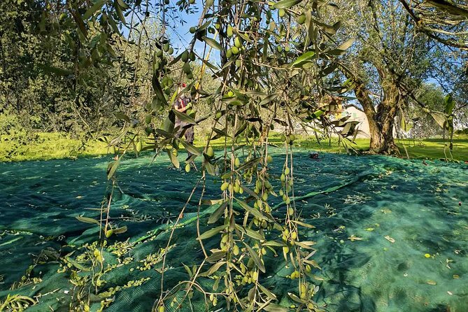 E.V.O. Oil of Lake Como Tasting+ Food Pairings - Why Visit Lake Como