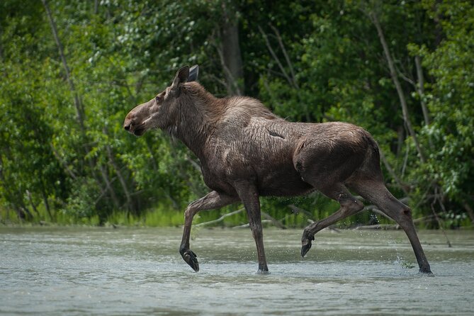 Eagle Preserve Float Trip in Haines - Cruiseship Passenger Information