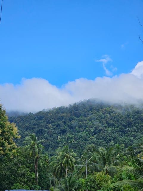 Early Bird Rainforest Walk & Forest Bathing - Inclusions