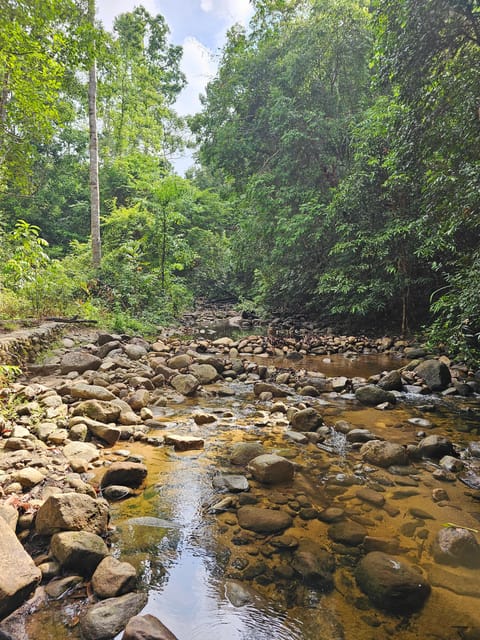 Early Bird Rainforest Walk & Forest Bathing - Participant Information