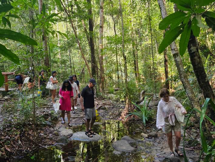 Early Bird Rainforest Walk & Forest Bathing - Preparation and Recommendations