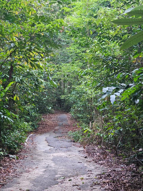 Early Bird Rainforest Walk & Forest Bathing - Cancellation Policy