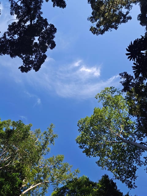 Early Bird Rainforest Walk & Forest Bathing - Payment Options
