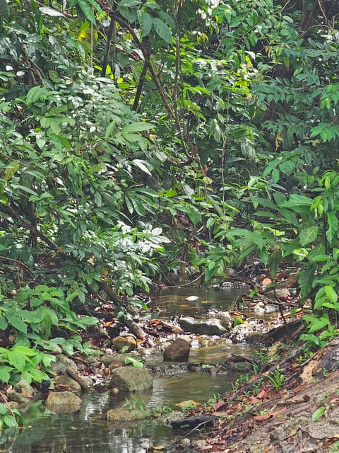 Early Bird Rainforest Walk & Forest Bathing - Tour Meeting Point