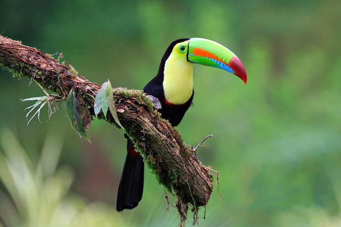 Early Bird Watching Tour - Key Points