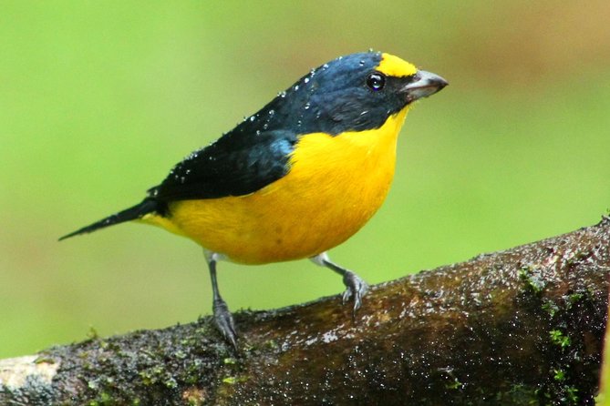 Early Bird Watching Tour - Customer Reviews