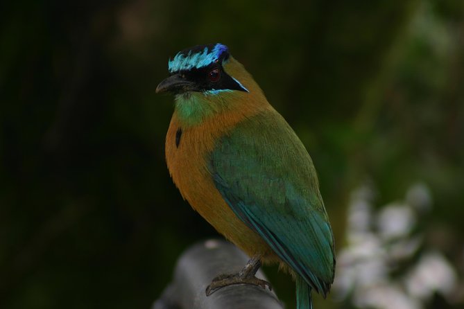 Early Bird Watching Tour - Guanacaste - Tour Inclusions