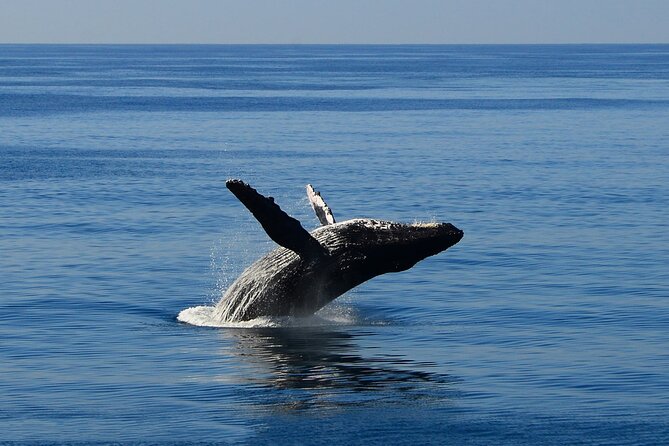 Early Bird Whale Watching Cruise From Waikiki - Tour Duration and Pricing