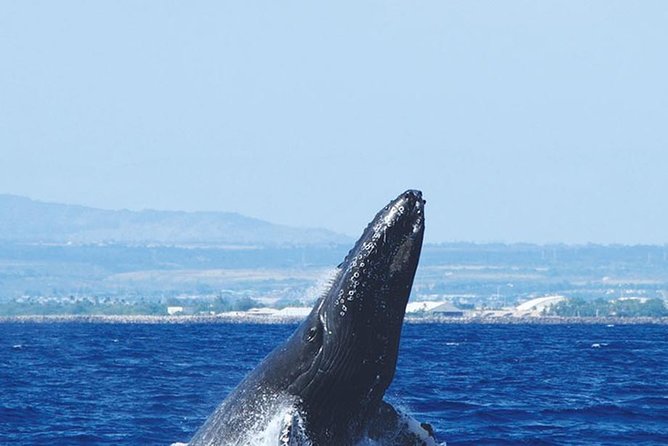 Early Bird Whale Watching Cruise From Waikiki - Cruise Inclusions and Amenities