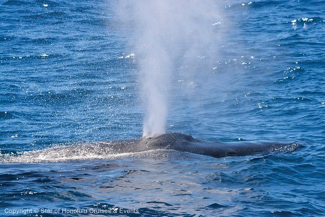 Early Bird Whale Watching Cruise From Waikiki - Customer Experiences and Feedback