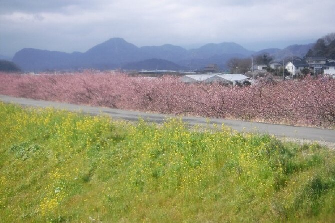 Early Blooming Cherry Blossoms & Fruit Picking 1DAY Tour - Meeting and End Points
