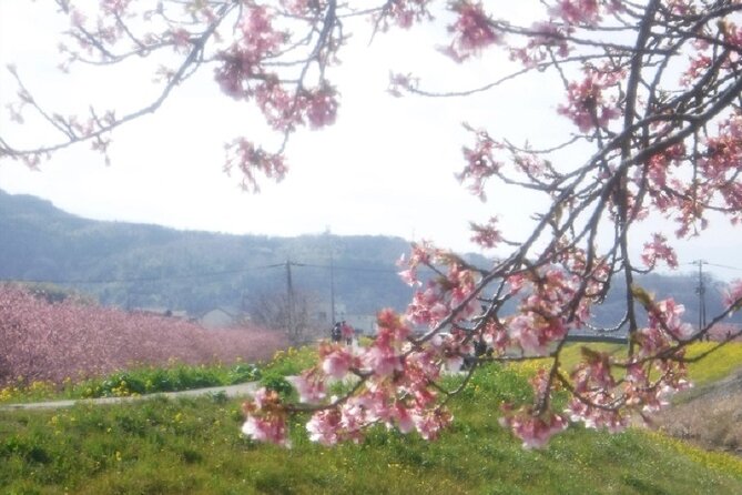 Early Blooming Cherry Blossoms & Fruit Picking 1DAY Tour - Cherry Blossom Viewing