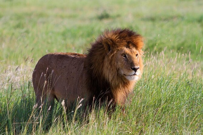 Early Morning Group Joining Mini Safari To Nairobi National Park - Reviews and Ratings
