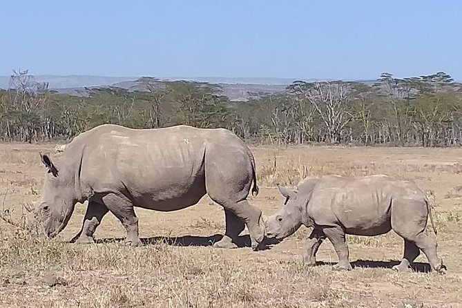 Early Morning Group Joining Mini Safari To Nairobi National Park - Tips for Travelers