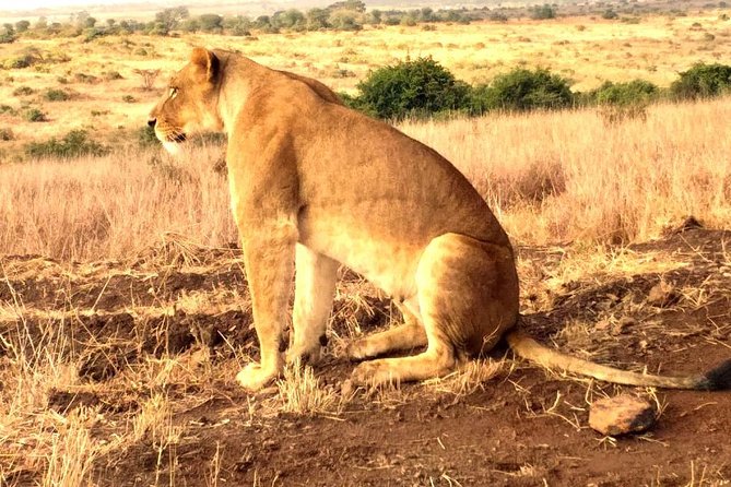 Early Morning Group Joining Mini Safari To Nairobi National Park - Questions About Your Stay