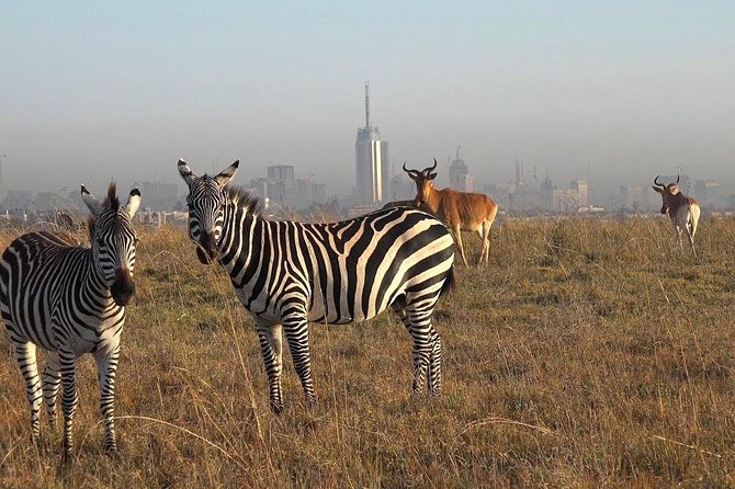 Early Morning Half Day Mini Safari To Nairobi National Park - Highlights of the Tour