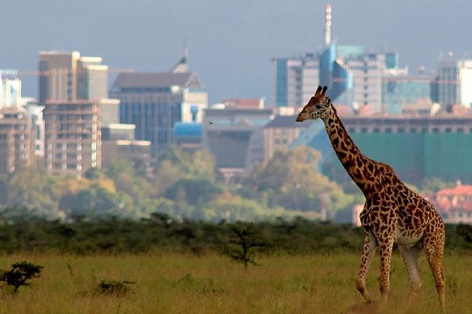 Early Morning Half Day Mini Safari To Nairobi National Park - What to Expect