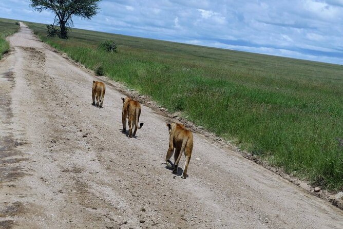 Early Morning Half Day Mini Safari To Nairobi National Park - Pickup and Drop-off