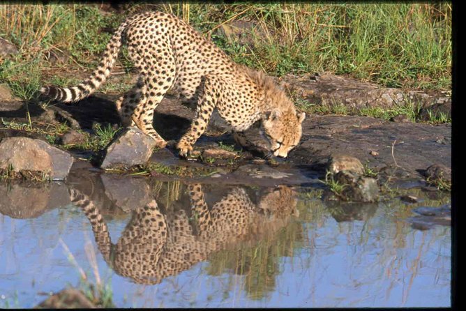 Early Morning Half Day Mini Safari To Nairobi National Park - Frequently Asked Questions