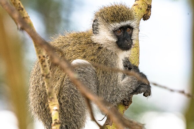 Early Morning Nairobi Park Safari and Giraffe Centre Tour. - Tour Inclusions