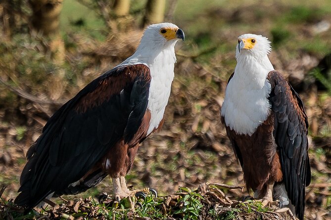 Early Morning Nairobi Park Safari and Giraffe Centre Tour. - Pricing Details