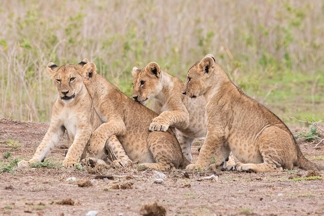 Early Morning Nairobi Park Safari and Giraffe Centre Tour. - Meeting and Pickup Information