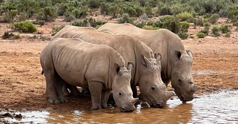 Early Morning Safari Big Five Experience Near Cape Town, SA - Key Points