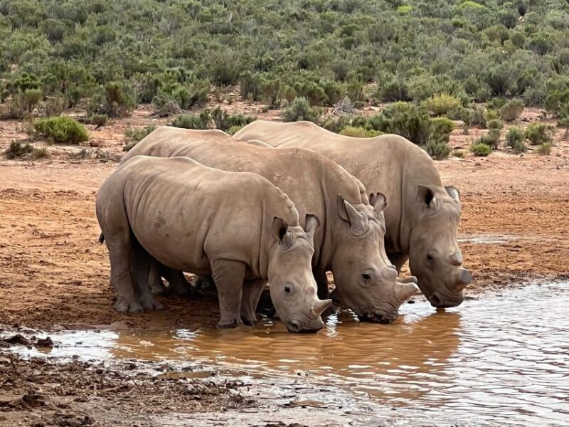 Early Morning Safari Big Five Experience Near Cape Town, SA - Big Five Encounter