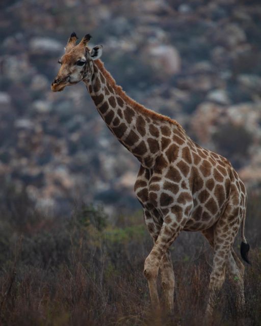 Early Morning Safari Big Five Experience Near Cape Town, SA - Expert Ranger Guidance