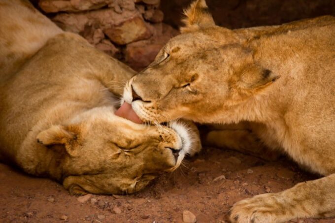 Early Morning Safari Big Five Experience Near Cape Town, SA - What to Bring
