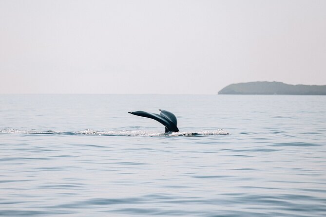 Early Sail With the Whales From Maalaea Harbor - Tour Details