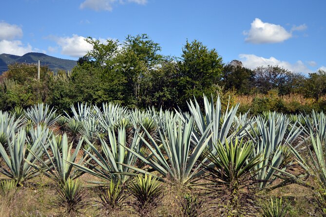 Earth, Corn & Fire: Tasting the Roots of Oaxacan Cuisine - Small Group Culinary Adventure