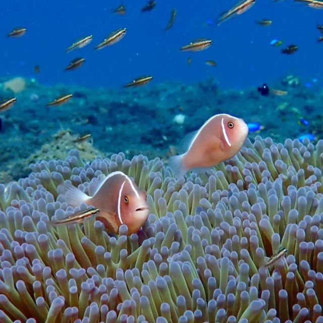 East Bali : Blue Lagoon Snorkeling - All Inclusive - Significance of Salt Production