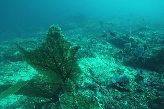 East Bali Spear Or Line Fishing Tour At Virgin Beach - Physical Fitness