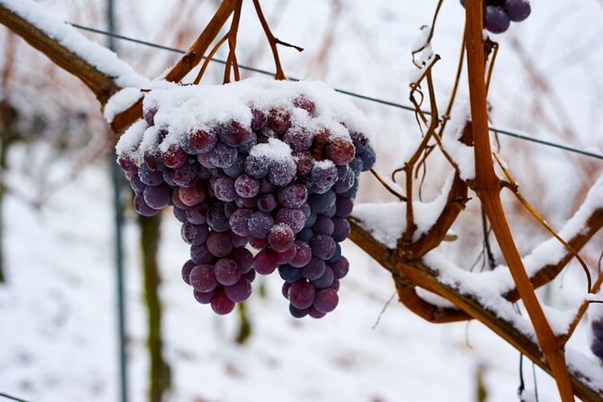 East Kelowna Wine Tour - Classic - 4 Wineries - Tasting Experiences