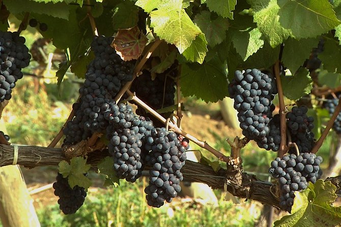 East Kelowna Wine Tour - Classic - 4 Wineries - Customer Reviews