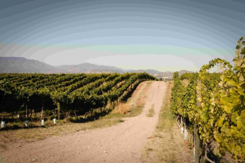 East Kelowna Wineries Tour - Winery: Meadow Vista Honey Wines