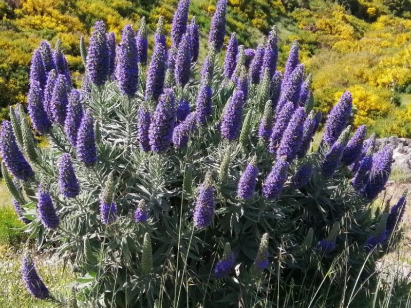 EAST Madeira:,Peaks, Forest Walk,Thatched Roofs, Rum Factory - Pico Arieiro Views