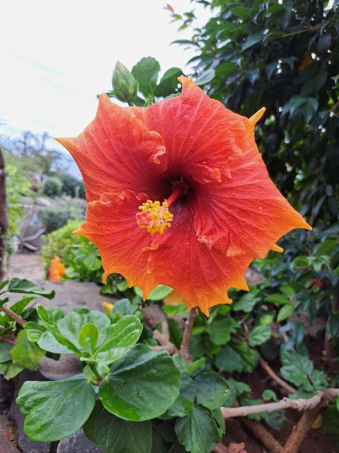 EAST Madeira:,Peaks, Forest Walk,Thatched Roofs, Rum Factory - Transportation and Logistics