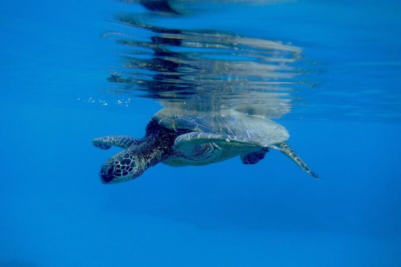 East Nusa Penida (with Snorkeling) Private Tour - Health and Safety Considerations