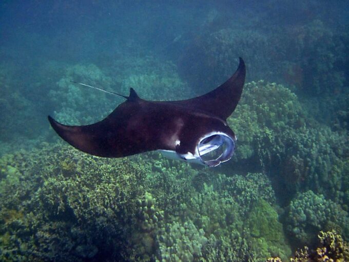 East Nusa Penida (with Snorkeling) Private Tour - Pickup and Drop-off Locations